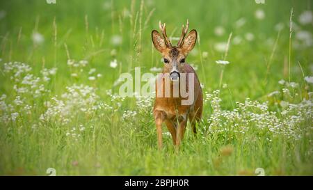 Jeune Chevreuil, Capreolus capreolus, buck à marcher en direction de huis clos entouré de fleurs blanches en été. Paysage de la faune avec l'approche des animaux sauvages Banque D'Images