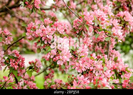 Fond naturel de printemps. Branches d'un pommier décoratif en fleurs avec des fleurs et des boutons roses Banque D'Images