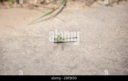 Pondhawk libellule qui vient d'atterrir sur un trottoir Banque D'Images