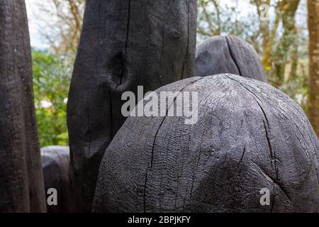 'Black Mound' de David Nash, RA.: Puissante collection de formes de chêne charré dans un caucus sculpté, Tremenheere Sculpture Garden, Penzance, Cornwall, Royaume-Uni Banque D'Images