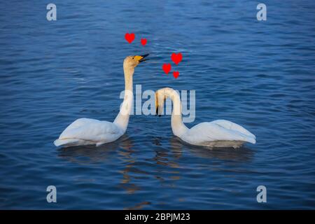 Deux magnifiques Cygnes blanche blanc natation dans le lac d'hiver nonfreezing. Couple aimant deux cygnes, d'aimer ou concept de la saint valentin Banque D'Images