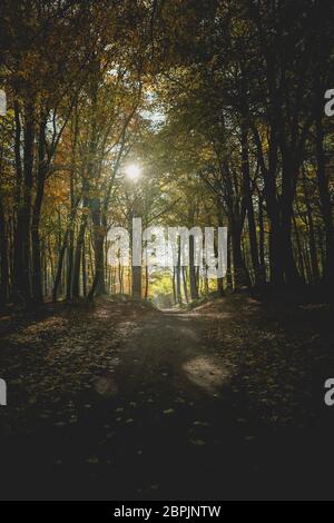 Landstraße im herbstlich gefärbten Wald - Silhouette Banque D'Images