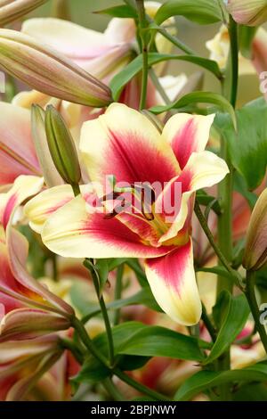 Lilium 'Flavia' trompette orientale Lily, Flavia Orienpet Hybrid Lily Banque D'Images
