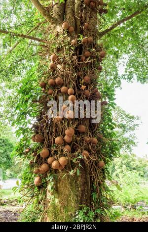 Shala arbre ou arbre Sal (Shorea robusta) et ses fruits Banque D'Images