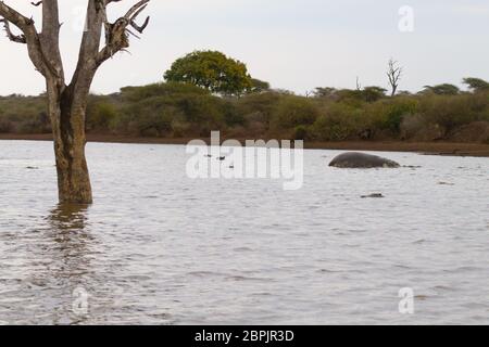 Hippo morts sur l'étang du parc national Kruger. Safari et la faune, l'Afrique du Sud. Animaux d'Afrique Banque D'Images