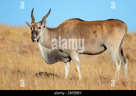 Antilope de terre (Tragelaphus oryx) dans les prairies, parc national de Mountain Zebra, Afrique du Sud Banque D'Images