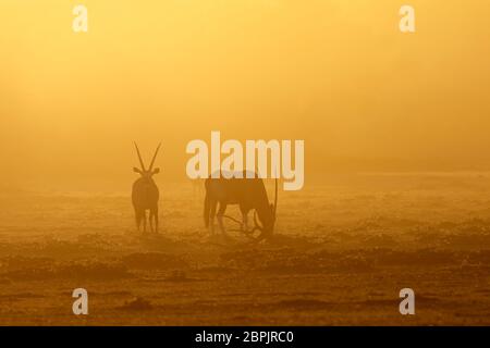 Les antilopes gemsbok (Oryx gazella) dans la poussière au lever du soleil, désert du Kalahari, Afrique du Sud Banque D'Images