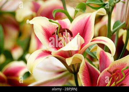 Lilium 'Flavia' trompette orientale Lily, Flavia Orienpet Hybrid Lily Banque D'Images