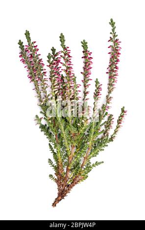 Fleurs de Calluna (bruyère) isolées sur fond blanc Banque D'Images