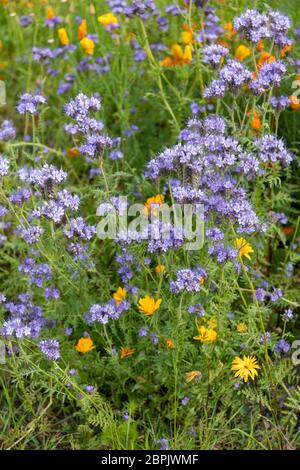 Gros plan de fleurs sauvages fleurissant dans une frontière à la limite d'un parc en Angleterre, au Royaume-Uni. Phacelia Green fumier Banque D'Images