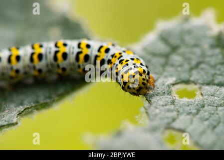 Une chenille de mulléine (Cuculllia verbasci) mangeant la feuille d'une mulléine (Verbascum) Banque D'Images