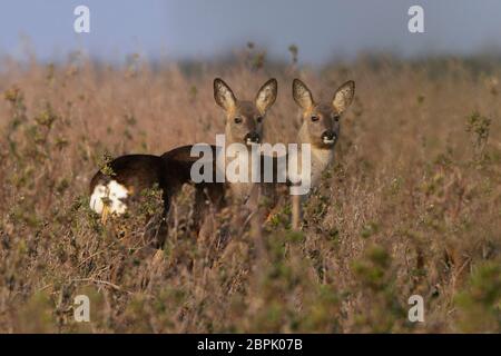 Une paire de cerfs de Virginie de l'Europe -Capranolus capranolus. Printemps. Banque D'Images