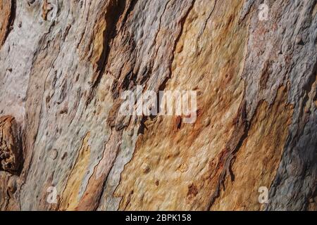 Texture d'un tronc d'eucalyptus ancien avec écorce de peeling rugueuse Banque D'Images