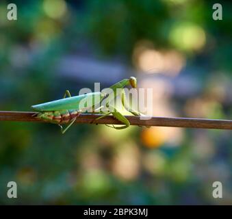 Big Green mantis ramper jusqu'au stick, floue fond vert avec bokeh Banque D'Images