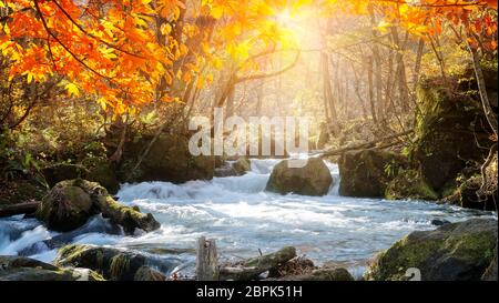 La Gorge de belle rivière Oirase druing la saison d'automne, le Japon Banque D'Images