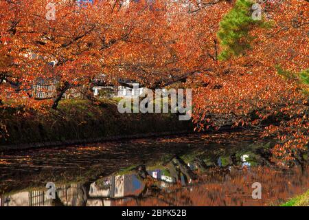 La Gorge de belle rivière Oirase druing la saison d'automne, le Japon Banque D'Images