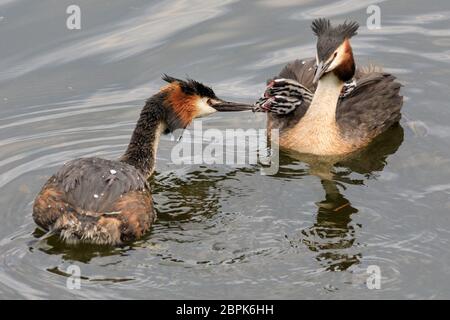 Haltern am See, NRW, Allemagne. 19 mai 2020. Deux petits grands grebe (podiceps cristatus), toujours avec leurs têtes rayées noires et blanches distinctives, accrocher une balade avec maman sur son dos tandis que le mâle tente de nourrir sa couvée. Crédit : Imagetraceur/Alamy Live News Banque D'Images