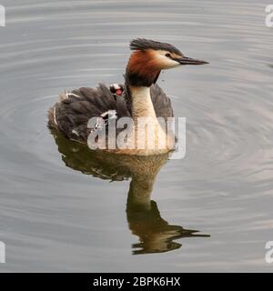 Haltern am See, NRW, Allemagne. 19 mai 2020. Deux petits grands grebe (podiceps cristatus), toujours avec leurs têtes rayées noires et blanches distinctives, accrocher une balade avec maman sur son dos tandis que le mâle tente de nourrir sa couvée. Crédit : Imagetraceur/Alamy Live News Banque D'Images