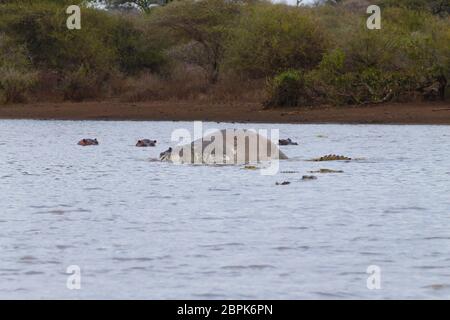 Hippo morts sur l'étang du parc national Kruger. Safari et la faune, l'Afrique du Sud. Animaux d'Afrique Banque D'Images