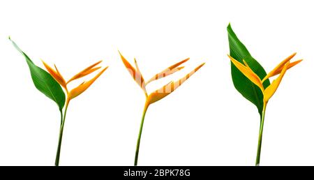 Alan Carle, Heliconia flower isolated on white background et clipping path Banque D'Images