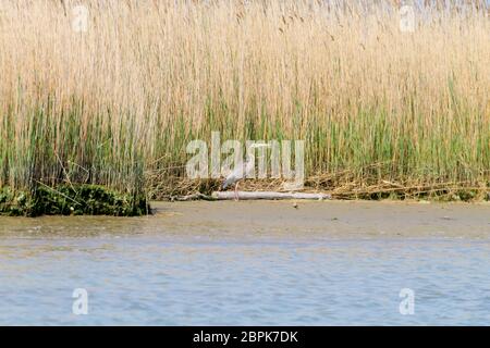 Héron pourpre fermer jusqu'à partir de la rivière Po lagoon, Italie. Des oiseaux migrateurs. Nature italienne Banque D'Images