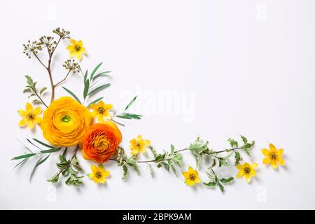 Ranunculus jaune sur fond blanc. Pose à plat. Banque D'Images