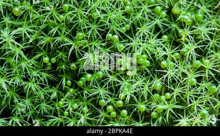 Mousse commune de pomme (Bartramia pomiformis) Banque D'Images