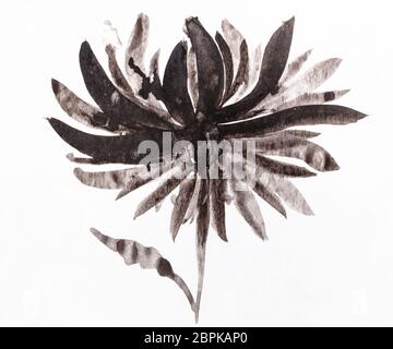 La formation en dessin sumi-e (suibokuga) style - fleur de chrysanthème par peint à l'aquarelle noire sur papier blanc Banque D'Images