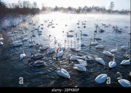 Belle blanche blanc cygnes nageant dans le lac hiver nonfreezing. La place de l'hivernage des cygnes, Altay, Sibérie, Russie. Banque D'Images