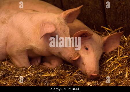 Deux jeunes porcs sont en conie sur le foin, le porc reproduisant le concept de reproduction porcine. Banque D'Images