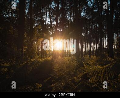 Beau coucher de soleil derrière le Forrest à Landes, France Banque D'Images