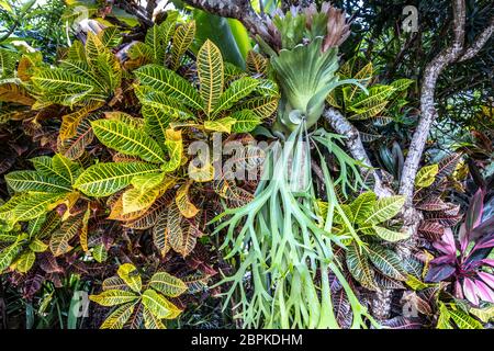 Croton coloré, Laurel varié et feuilles de fougères verticales vertes, gros plan, Bali, Indonésie. Feuilles tropicales colorées pour le dos Banque D'Images