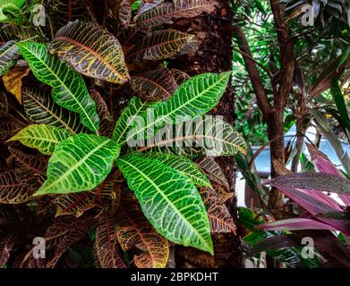 Croton coloré, Laurel Variegated, gros plan des feuilles de Croton, plante à Bali, les feuilles de Croton est un bel arbre ornemental. Des feuilles de Croton colorées pour Banque D'Images