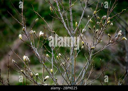 Bush Magnolia au printemps, la Lettonie. La floraison des fleurs magnolia avec Bush. Arbuste à fleurs blanches sur champ vert. Fleur de magnolia avec arbuste à fleurs Banque D'Images