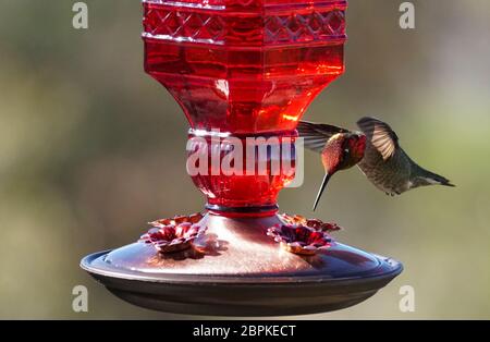 Un magnifique colibri à tête rouge planant près du mangeoire se préparant à manger. Banque D'Images