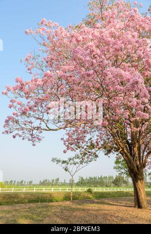 Tabebuia trompette ou rose fleur arbre en fleurs en face de green field Banque D'Images