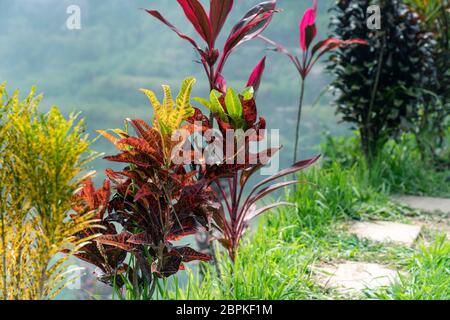 Vue rapprochée sur les feuilles d'arbre de croton, elles sont utilisées comme clôture vivante sur les terrasses de riz à Bali. Arrière-plan flou, saison des pluies Banque D'Images