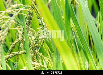 Vue rapprochée sur les rizières déchirées. Riz jaune doré dans un paddy humide à Bali Banque D'Images