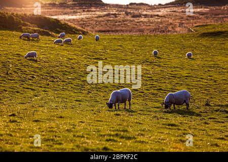 Moutons au coucher du soleil au château de Glengorm, sur l'île de Mull, en Écosse Banque D'Images