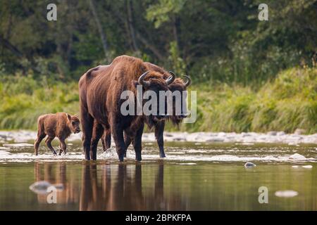 De nombreux troupeau de bison d'Europe, le bison bonasus, traversant une rivière. Animaux sauvages majestueux aux projections d'eau. Scène de la faune dynamiques avec des mammifères marins en péril Banque D'Images