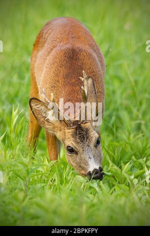 Cerf de Virginie, caperole caperole, buck paisiblement paître sur les herbes vertes en été. Roebuck avec fond flou, animaux sauvages manger dans la nature. Wildli Banque D'Images