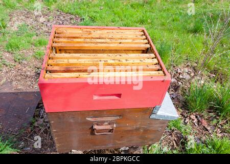 Détail de la ruche ouverte. L'apiculture, l'agriculture, la vie rurale. Banque D'Images