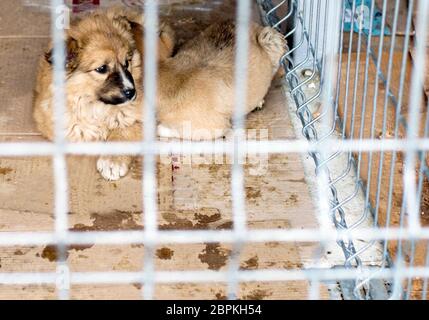 Deux chiots marron dans un foyer de charité et de miséricorde, cage thème, refuge d'animaux, chiens de sauvetage, le travail bénévole Banque D'Images