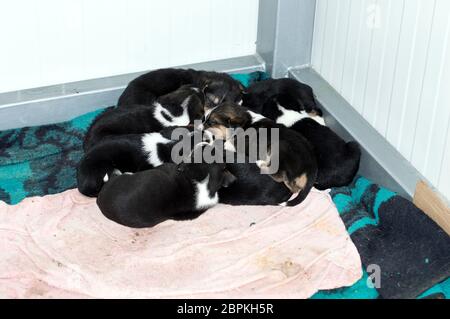 Beaucoup de chiots noir dormir dans l'abri, la charité et la miséricorde thème, refuge d'animaux, chiens de sauvetage, le travail bénévole Banque D'Images