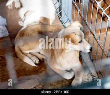 Deux beaux chiens errants dans l'abri, le thème de la charité et la miséricorde, refuge d'animaux, chiens de sauvetage, le travail bénévole Banque D'Images