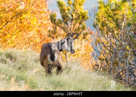 Les jeunes de chamois des Alpes italiennes, Rupicapra rupicapra Banque D'Images