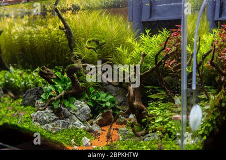 Petit aquarium de décoration avec des plantes inerior Banque D'Images