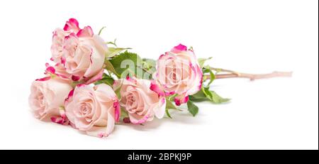 De nombreuses roses bush fuchsia vif sur fond blanc Banque D'Images