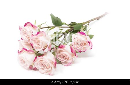 De nombreuses roses bush fuchsia vif sur fond blanc Banque D'Images