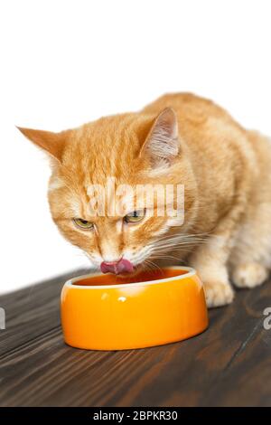 Le chat rouge mange des aliments dans un bol orange Banque D'Images